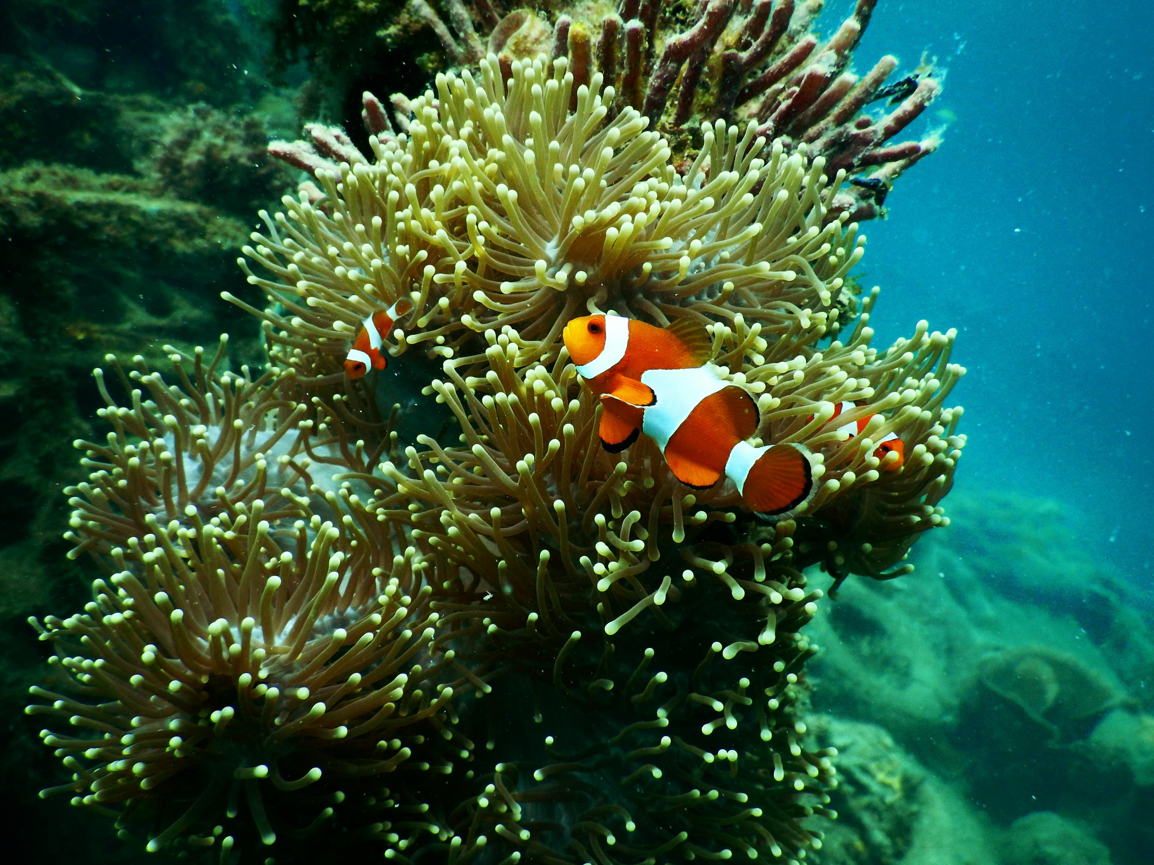 East Bali: Gates of Heaven, Snorkeling & Water Palace Image 7