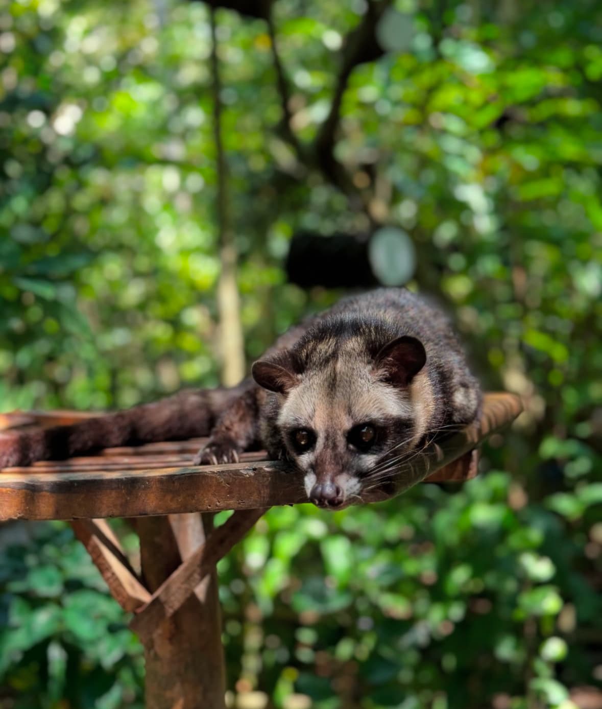 Bali All Inclusive: ATV Ride, Jungle Swing, Monkey Forest & Tegenungan Waterfall Image 8