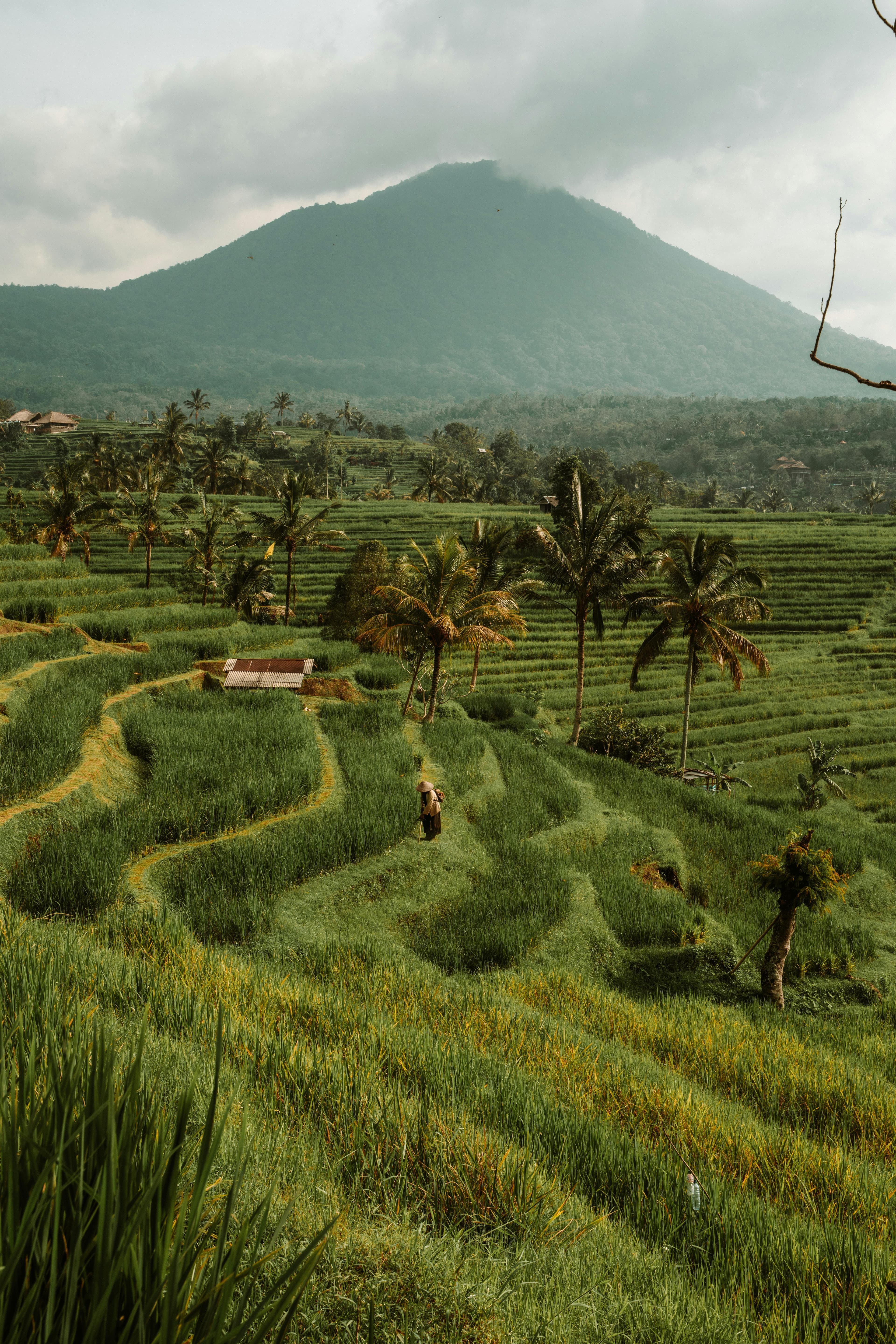 North Bali: Swing, Leke Leke, Ulun Danu & Jatiluwih Image 8
