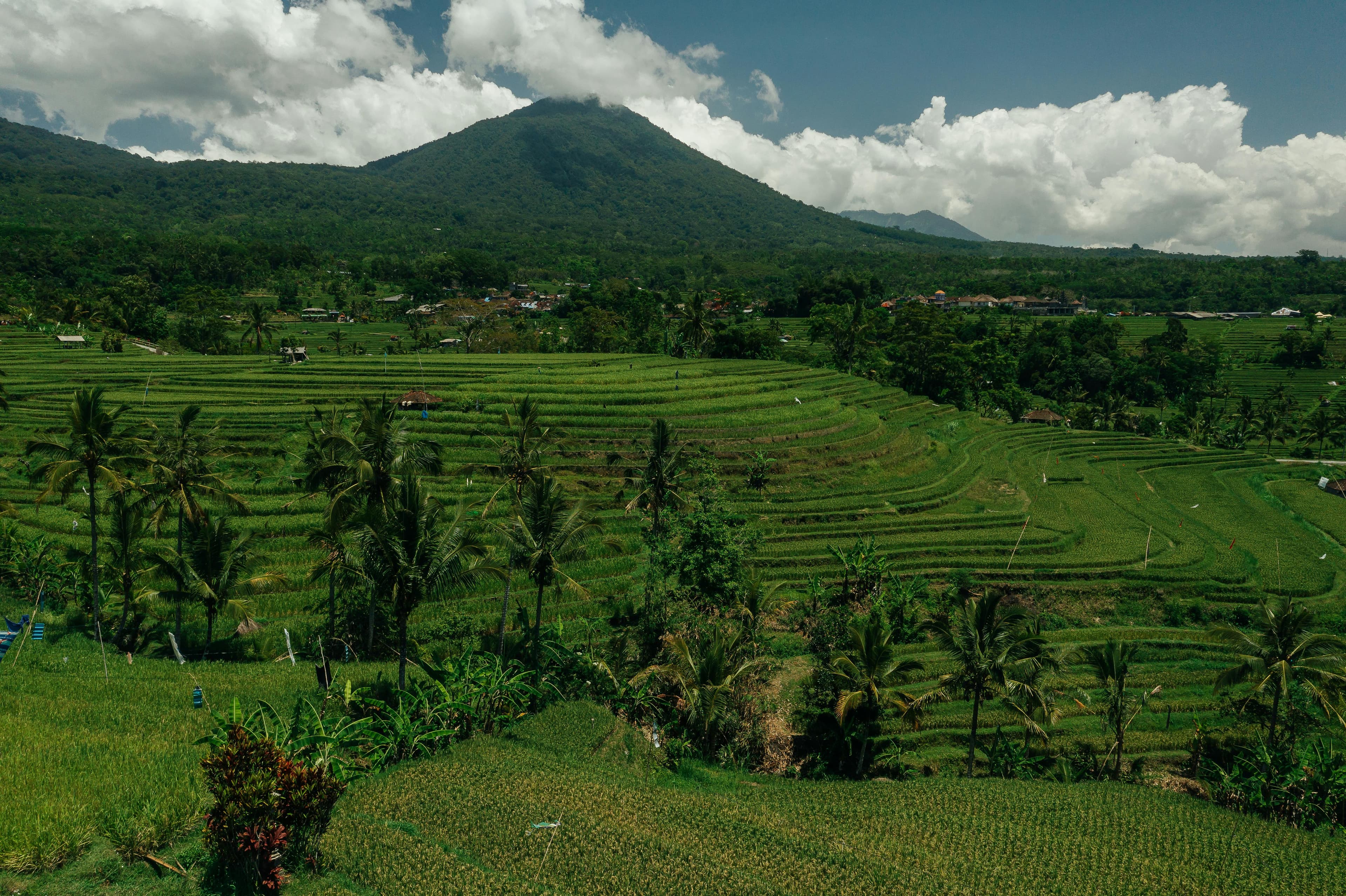 North Bali: Swing, Leke Leke, Ulun Danu & Jatiluwih Image 9
